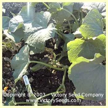 Poinsett 76 Cucumber - Image 2