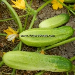 Rhinish Pickle Cucumber