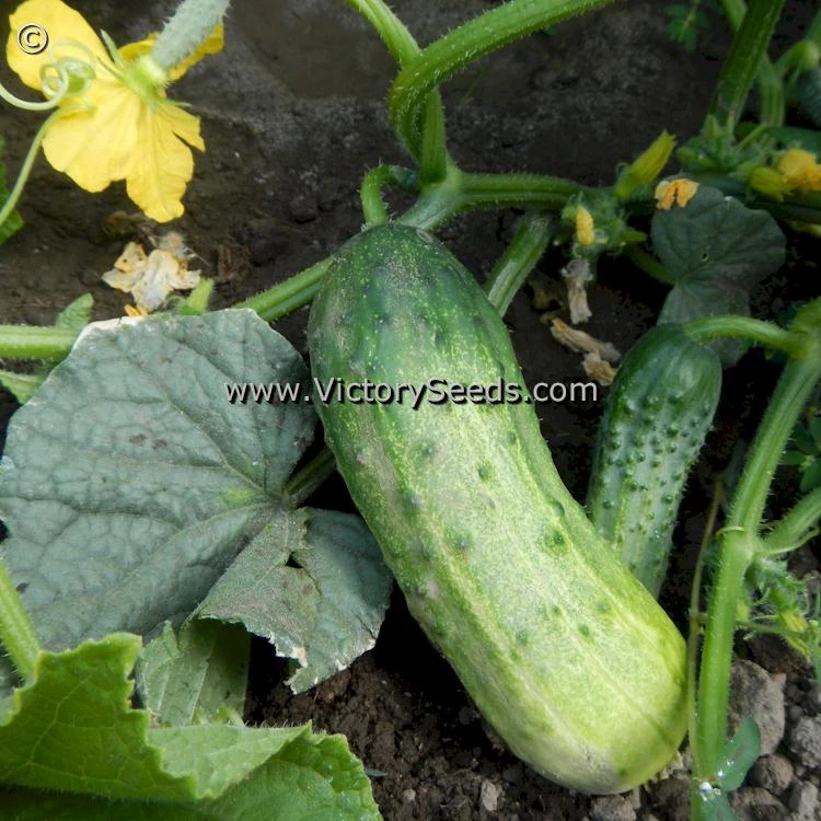 Sumter Cucumber - Image 2