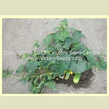 Sumter Cucumber - Image 3