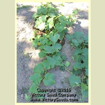 Tendergreen Burpless Cucumber - Image 3