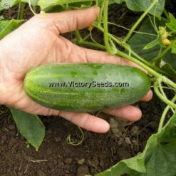 Zarnitsa Cucumber
