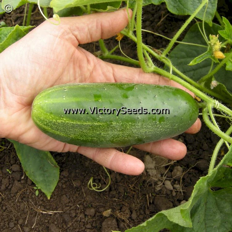 Zarnitsa Cucumber