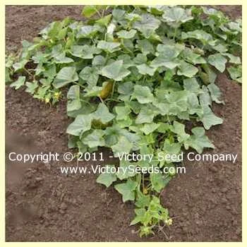 Zarnitsa Cucumber - Image 2