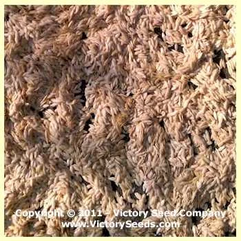 Zarnitsa Cucumber - Image 3