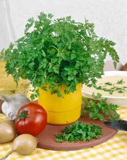 Curled Chervil