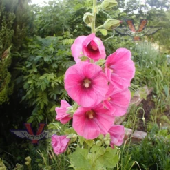 Hollyhock, Single Mix