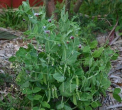 Austrian Winter Pea