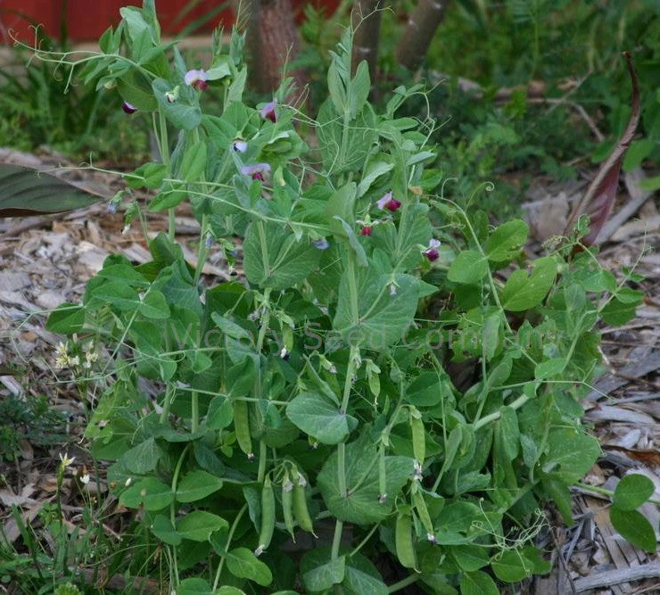 Austrian Winter Pea