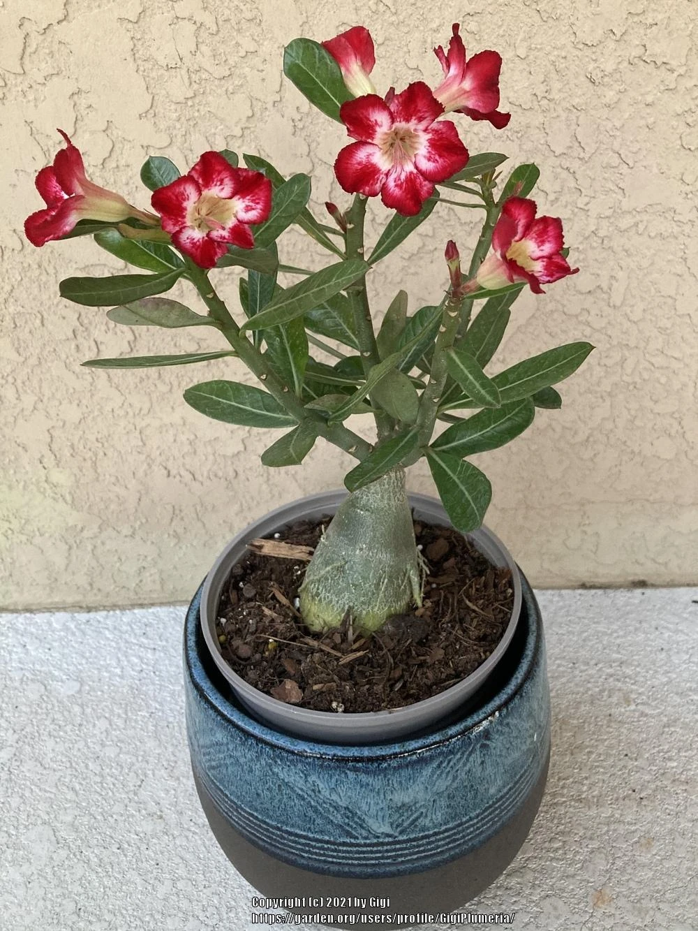 Desert Rose - Image 3