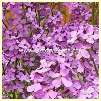 Dame's Rocket - Image 2