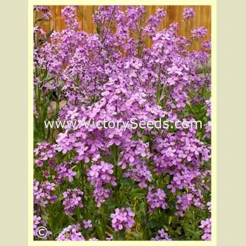 Dame's Rocket - Image 3