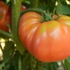 Dester Tomato