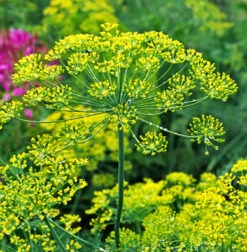 Bouquet Dill