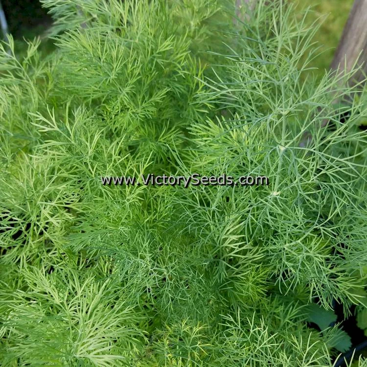 Bouquet Dill - Image 2