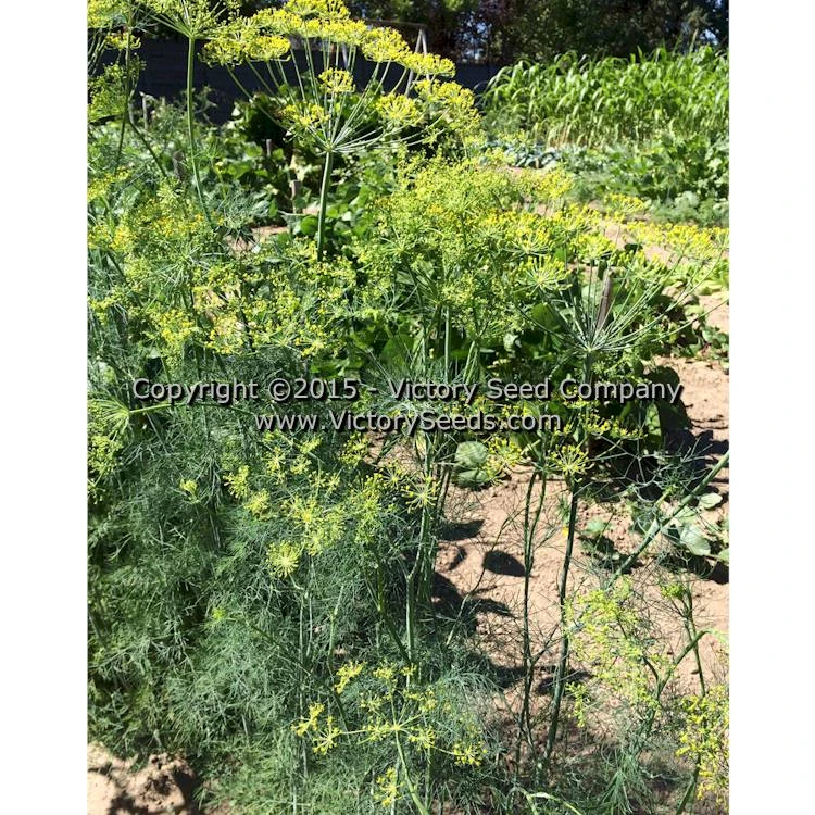 Dukat Dill - Image 2