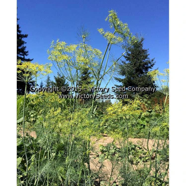 Dukat Dill - Image 3