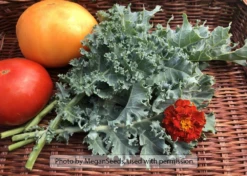 Dwarf Blue Curled Scotch Kale (Vates)