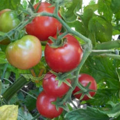 Dwarf Johnson's Cherry Tomato