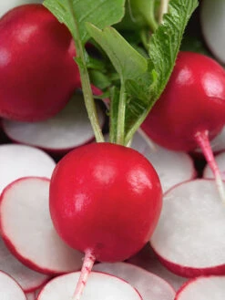 Early Scarlet Globe Radish