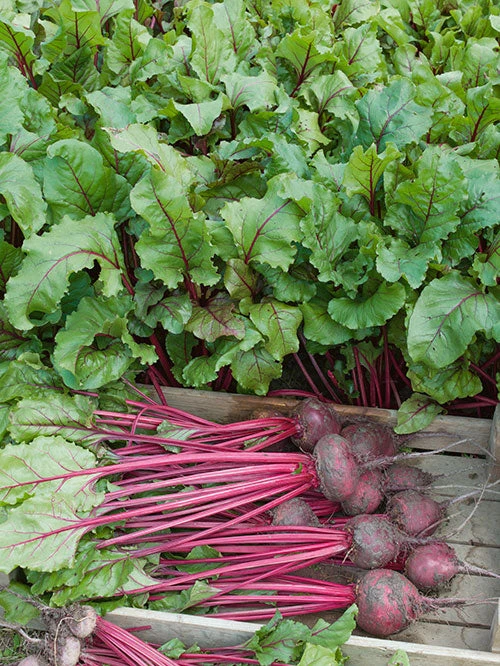 Early Wonder Tall Top Beet - Image 2