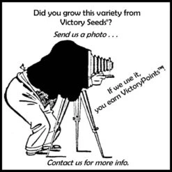 Salinas Head Lettuce