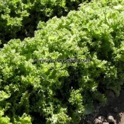 Green Curled Ruffec Endive