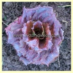 Palla Rossa Radicchio (Italian Chicory)