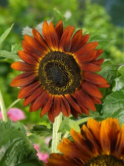 Evening Sun Sunflower