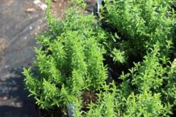 Winter Savory