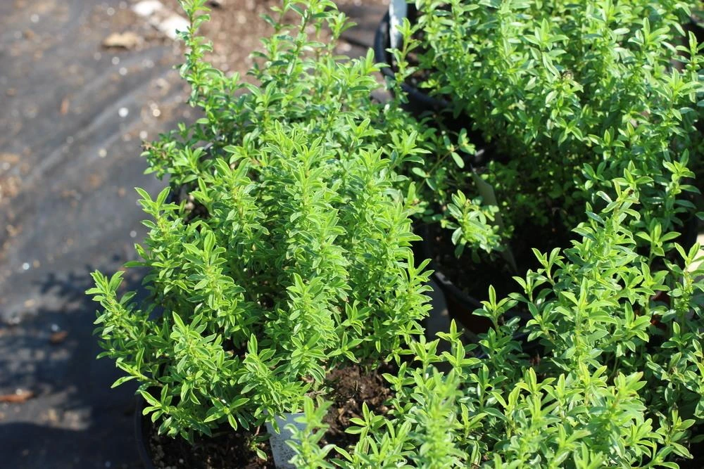Winter Savory