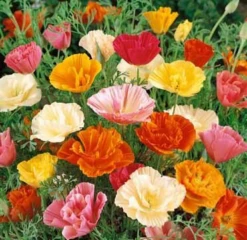 California Poppy, 'Mission Bells'