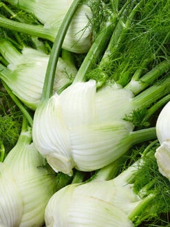 Fennel, Florence