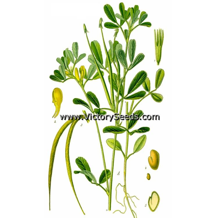 Fenugreek - Image 6
