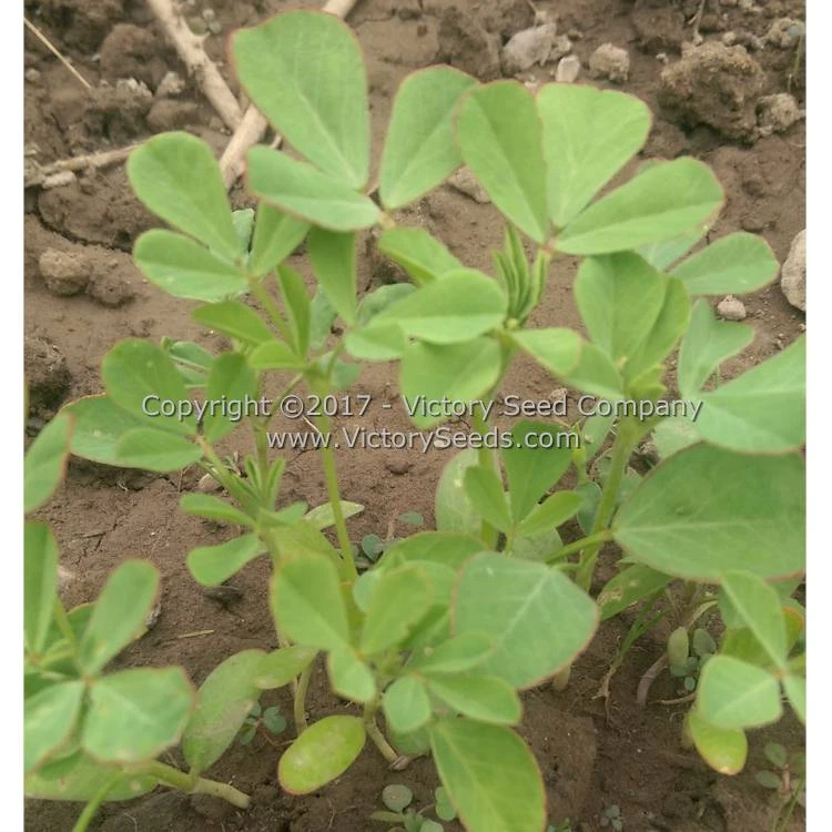 Fenugreek - Image 2