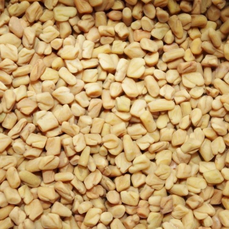 Fenugreek - Image 5