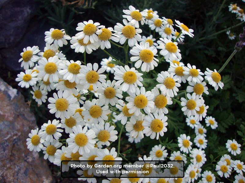 Feverfew