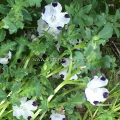 Fivespot (Five Spot)