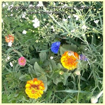 Easy Care Children's Garden Mix