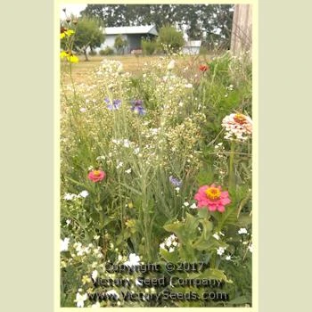 Easy Care Children's Garden Mix - Image 2