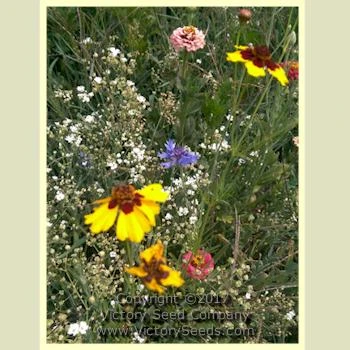 Easy Care Children's Garden Mix - Image 3