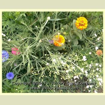 Easy Care Children's Garden Mix - Image 4