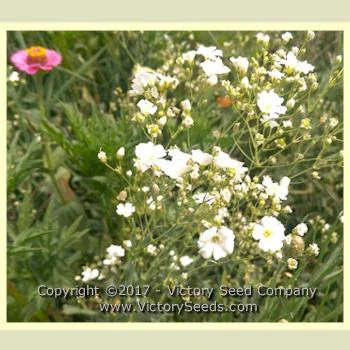 Easy Care Children's Garden Mix - Image 5