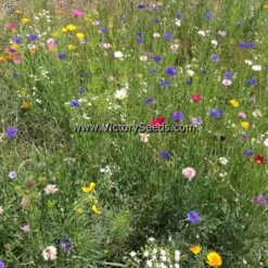 North American Wildflower Mix