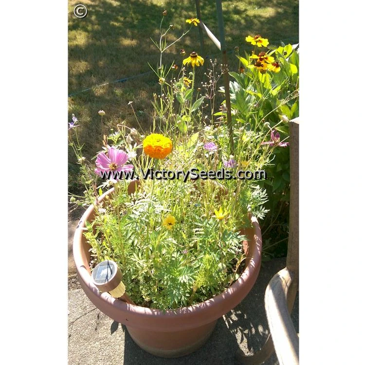 Pacific Northwest Wildflower Mix - Image 4