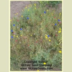 Southwestern Wildflower Mix