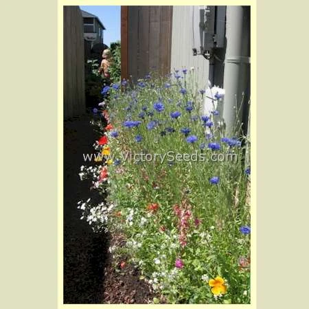 Pacific Northwest Wildflower Mix - Image 3