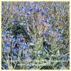 Forget-Me-Nots, Chinese