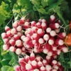 French Breakfast Radish