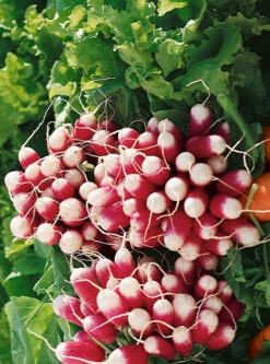 French Breakfast Radish